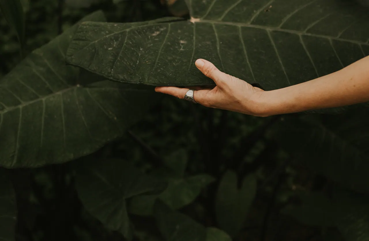 La mano de Carmen sobre una hoja grande y oscura